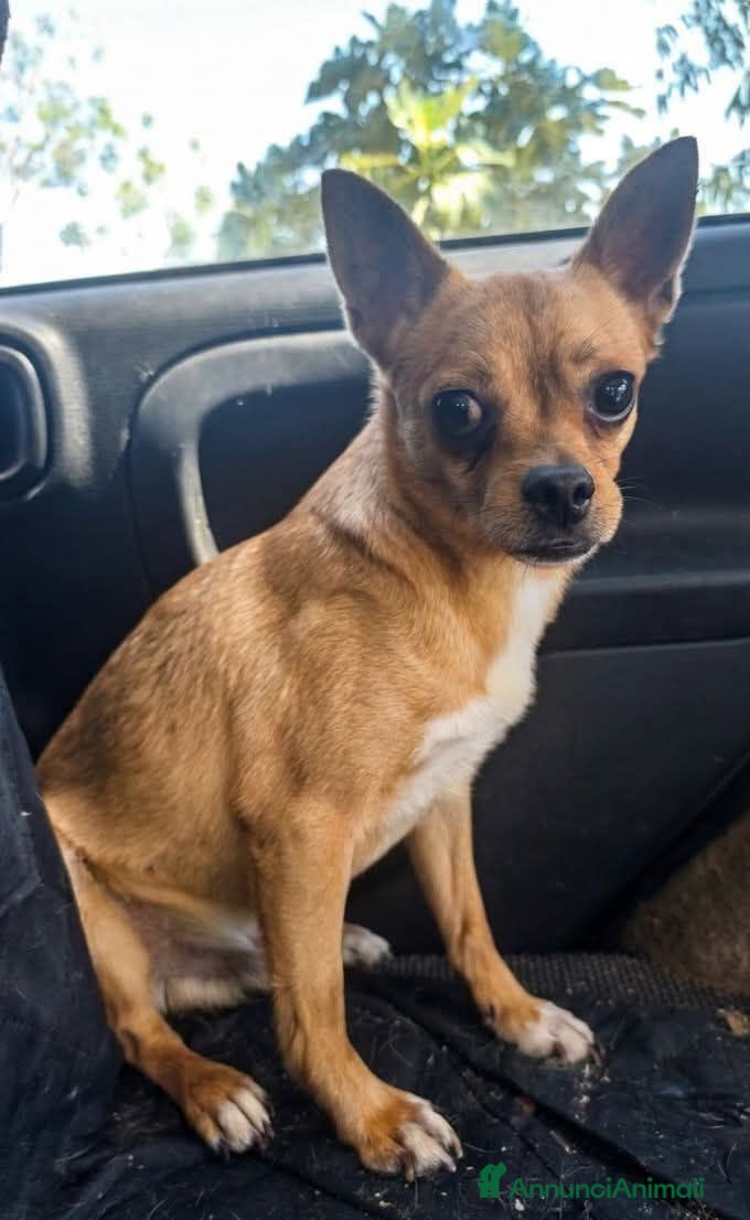Meticcio cani PICCOLO INCROCIO PINCHER DI 7 ANNI DOLCISSIMO - Annuncio 12