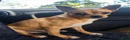 Meticcio cani in regalo: PICCOLO INCROCIO PINCHER DI 7 ANNI DOLCISSIMO - Annuncio 1
