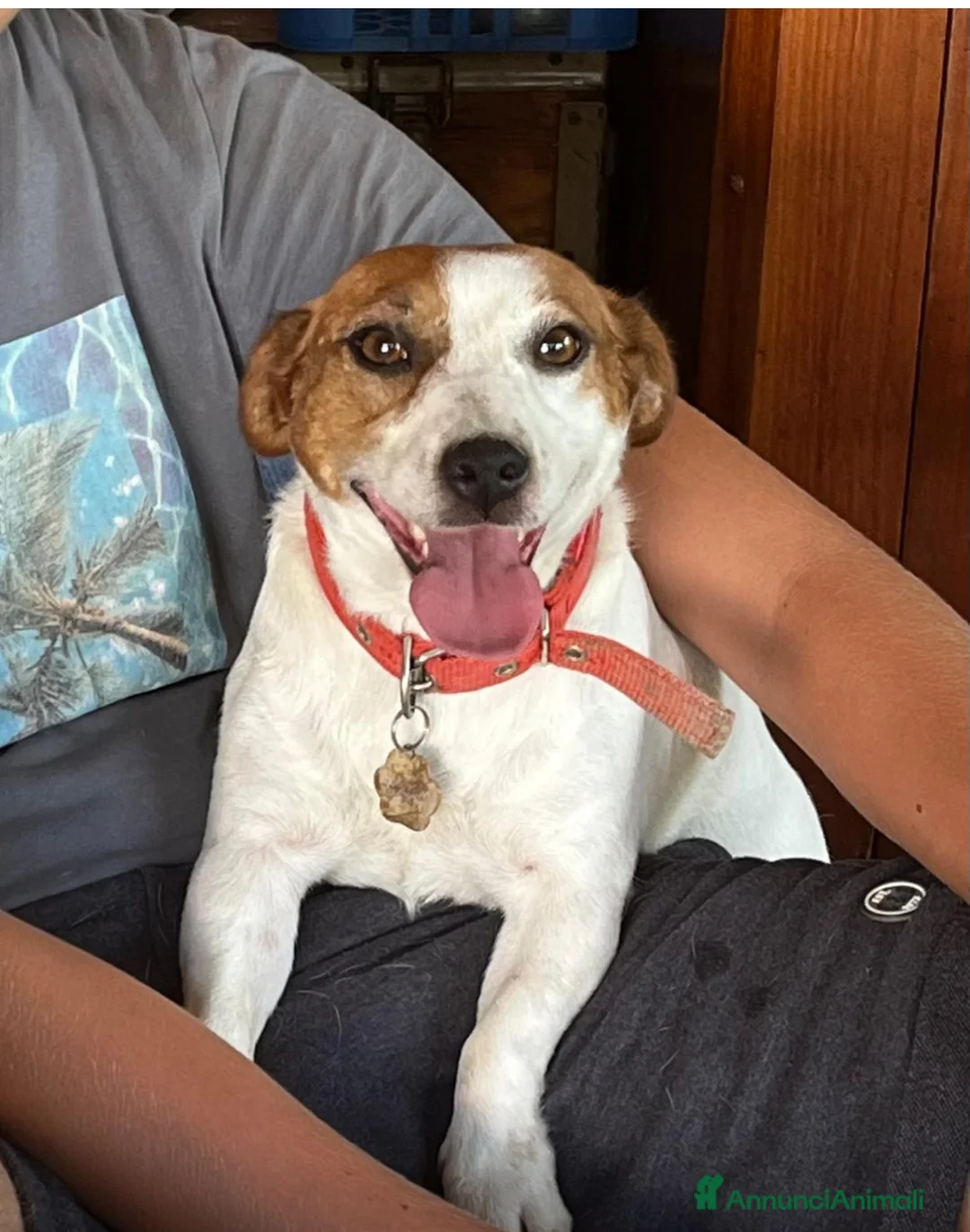 Jack Russell cani in vendita: Cuccioli di jack russell terrier  - Annuncio 2