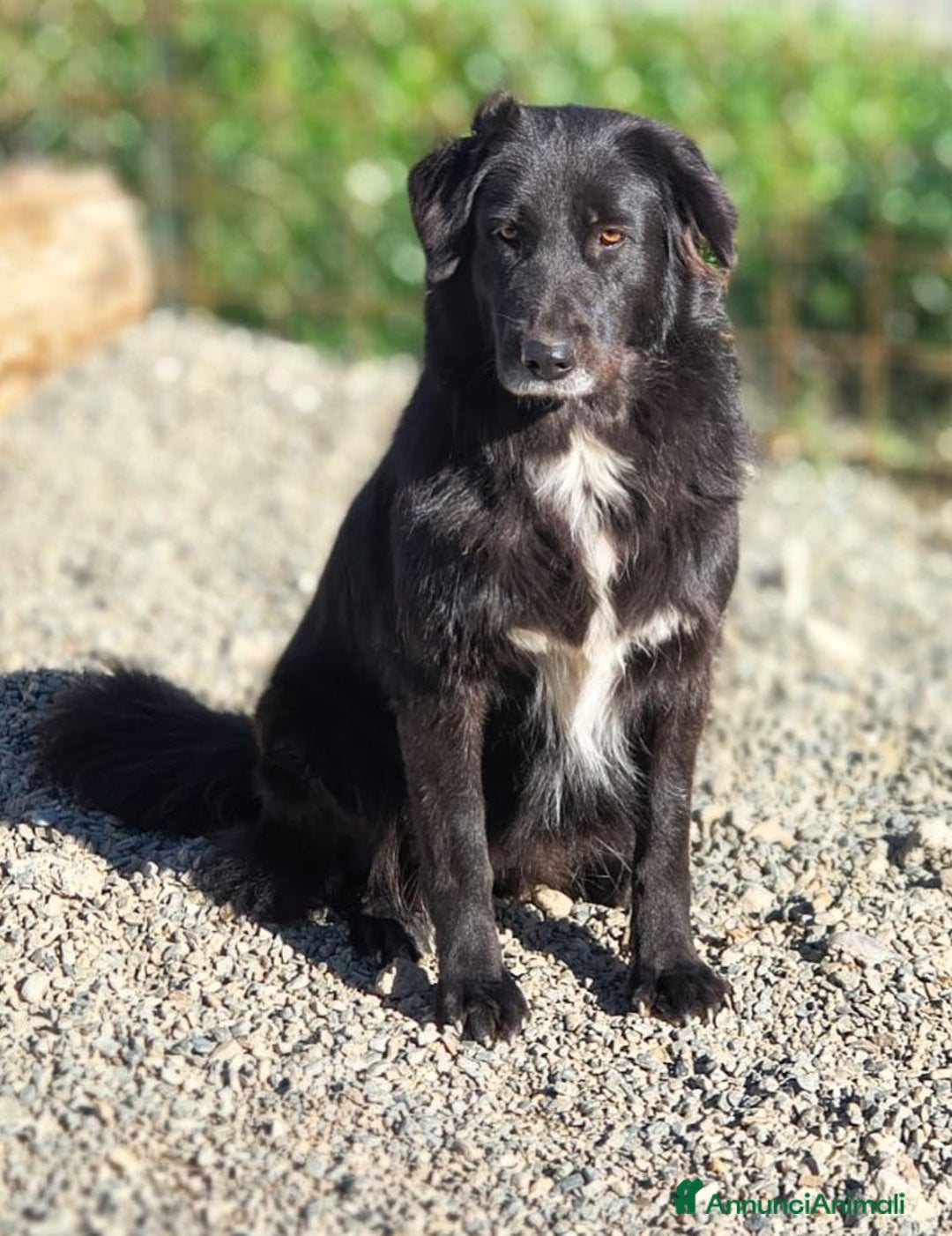 Meticcio cani in regalo: Mamy. - Annuncio 1