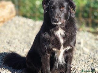 Meticcio cani Mamy. - Annuncio 16