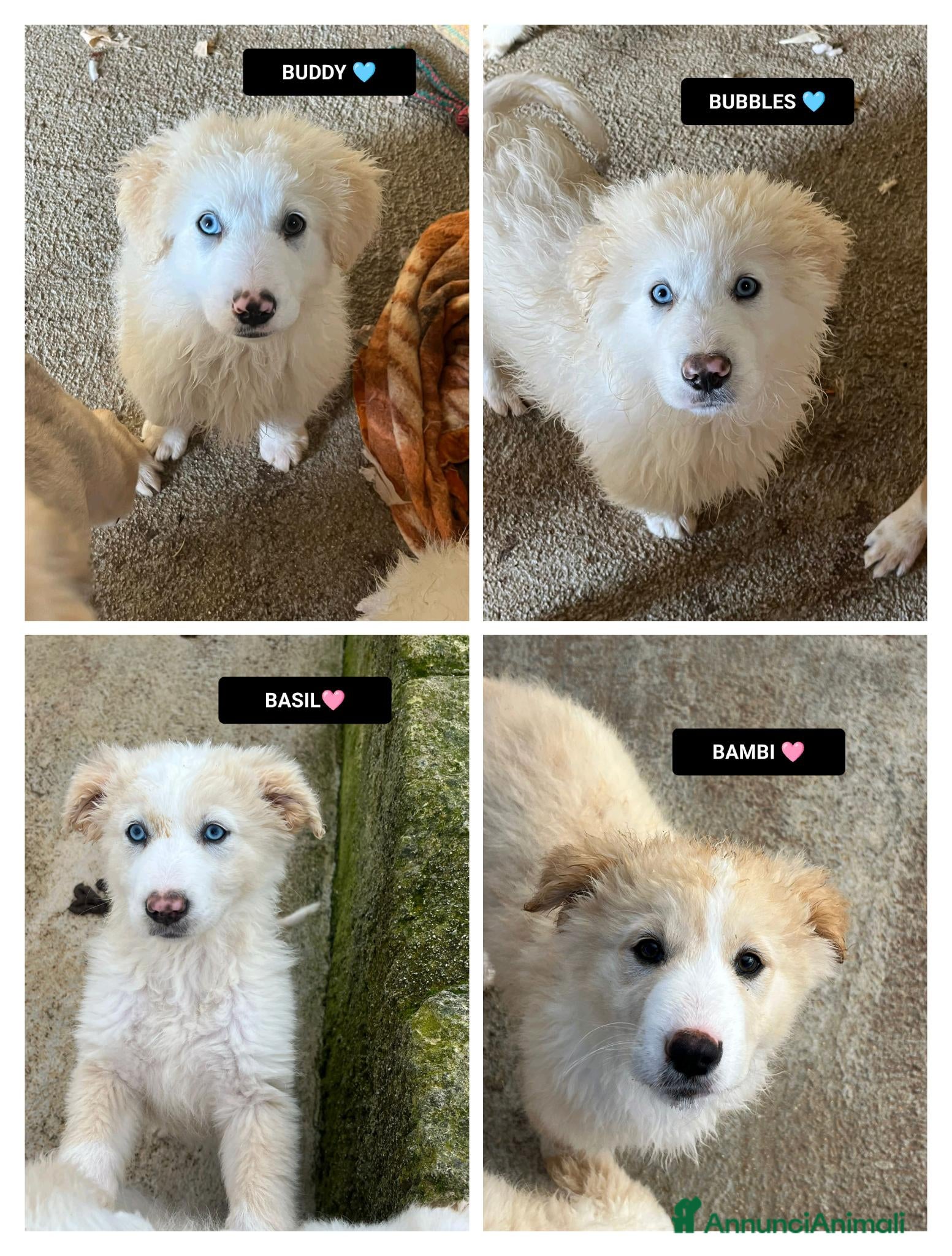 Altre razze cani BUDDY, BUBBLES, BASIL E BAMBI - Annuncio 8