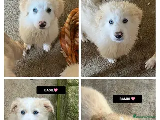 Altre razze cani BUDDY, BUBBLES, BASIL E BAMBI - Annuncio 26