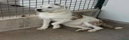 Meticcio cani in regalo: Giannino - Annuncio 3
