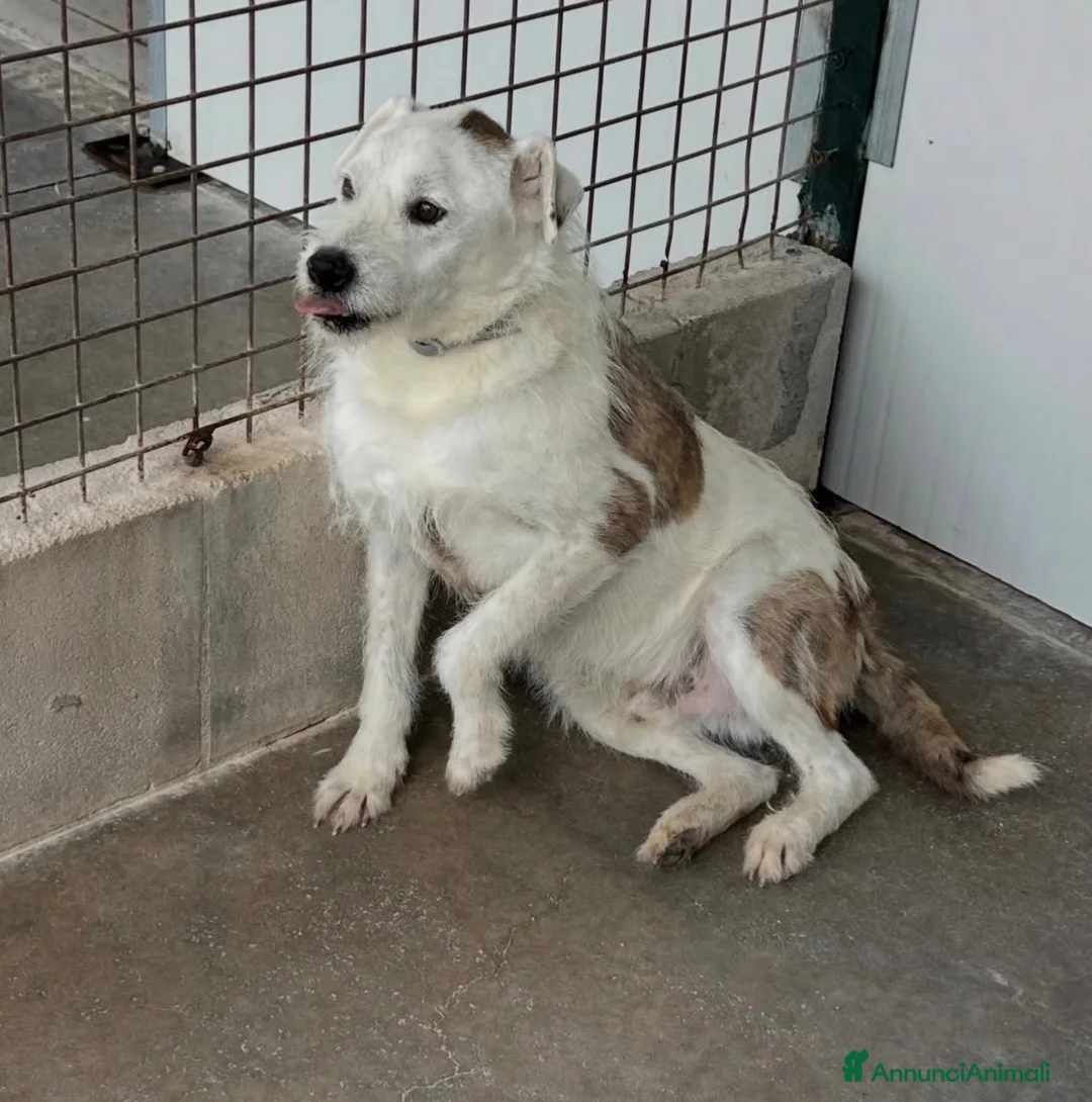 Meticcio cani in regalo: Giannino - Annuncio 3