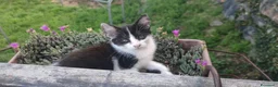 Altre razze gatti in regalo: Gattine in regalo! 📍VCO, Piemonte - Annuncio 3