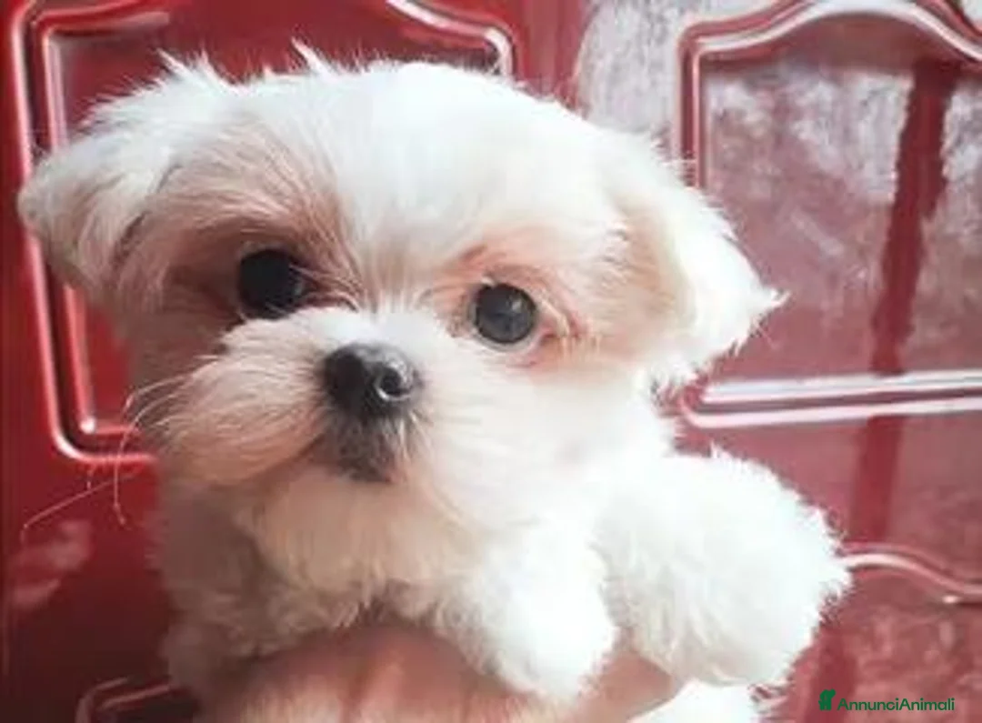 Maltese cani in vendita: Cuccioli maltese con pedigree - Annuncio 5