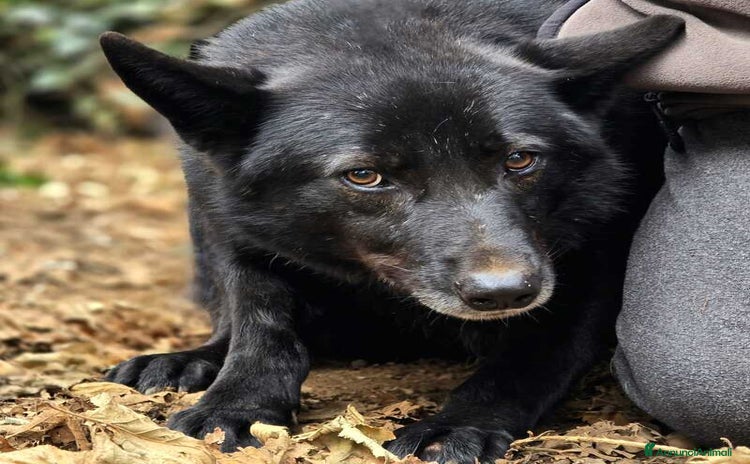Meticcio cani a Città metropolitana di Roma Capitale - Annuncio 7