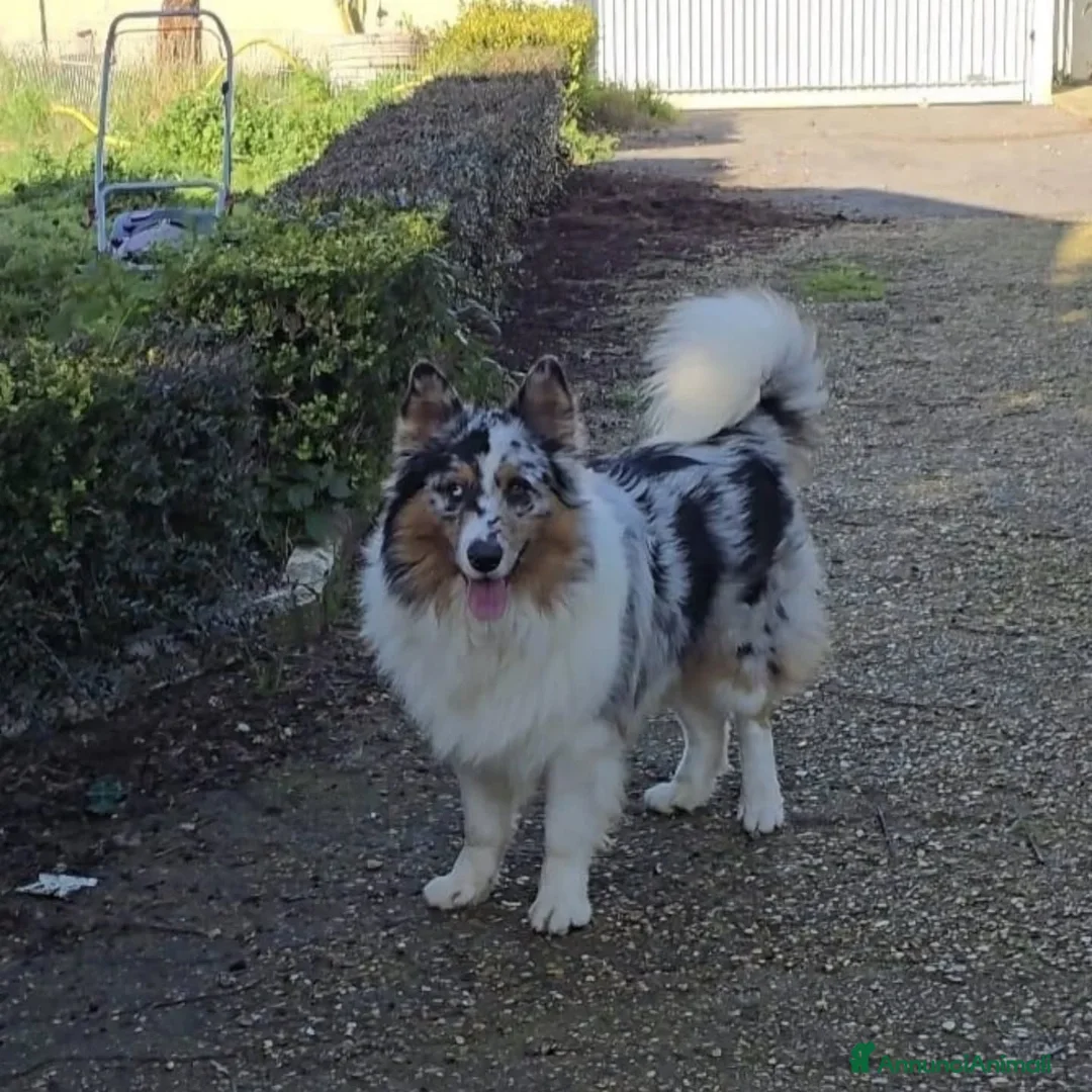 Border Collie cani in regalo: BOO border collie  cerca casa - in adozione - Annuncio 4