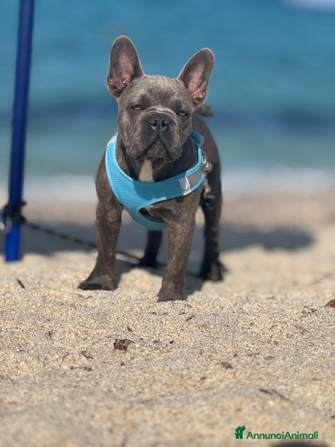 Bulldog Francese cani in vendita: Buldog francese esotico  a Provincia di Sassari - Immagine 1