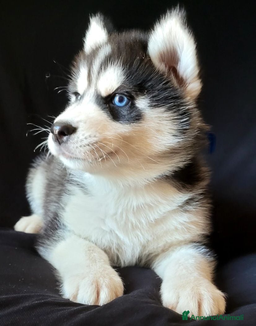 Husky cani SIBERIAN HUSKY CUCCIOLATA CON PEDIGREE  - Annuncio 2