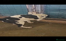 Meticcio cani in regalo: Coffee: super dolce con tutti  a Città Metropolitana di Genova - Immagine 4