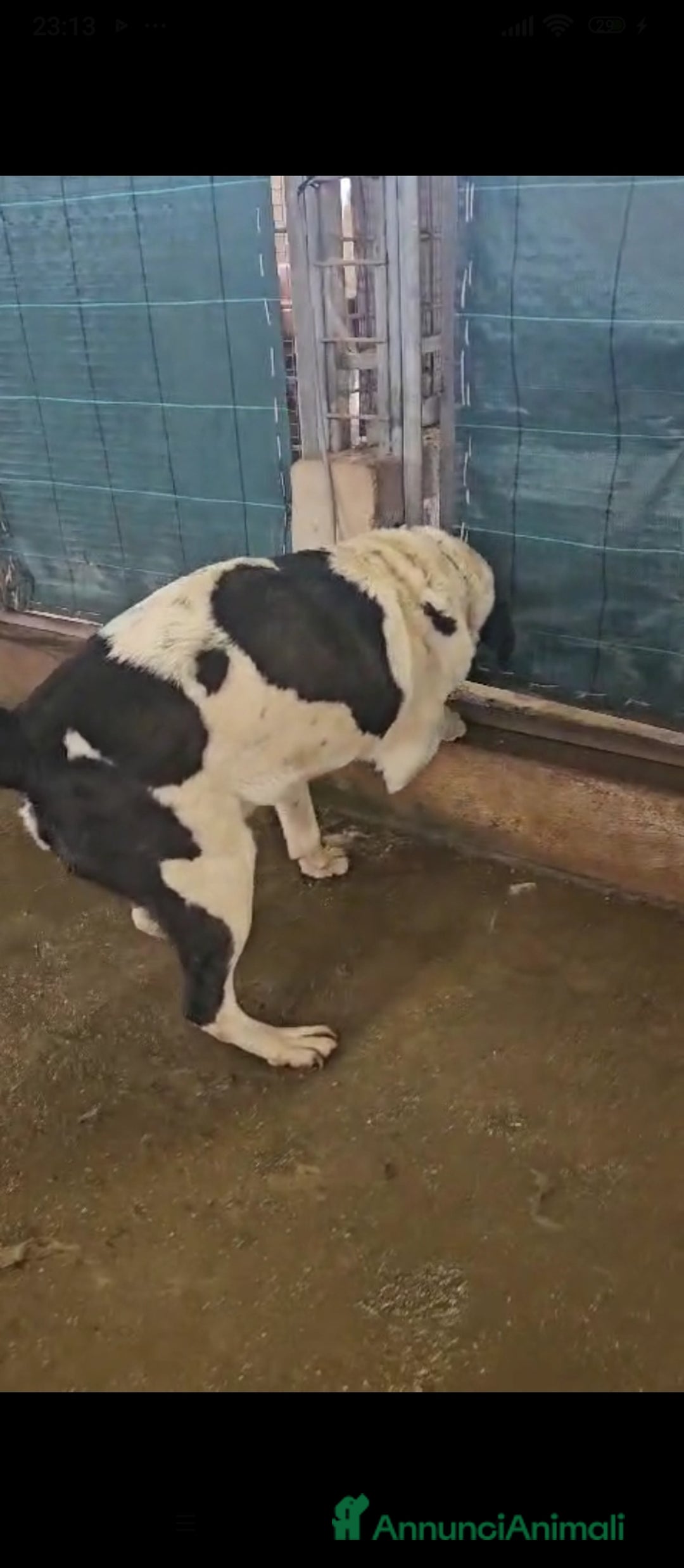 Meticcio cani in regalo: Coffee: super dolce con tutti  a Città Metropolitana di Genova - Immagine 4