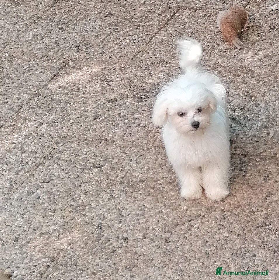 Maltese cani Maltese cucciolo maschio  - Annuncio 2
