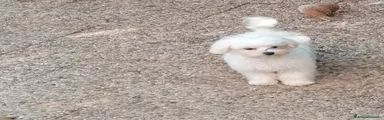 Maltese Cucciolo 1