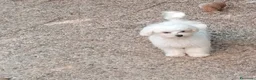 Maltese cani in vendita: Maltese cucciolo maschio  - Annuncio 1