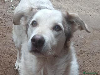 Meticcio cani Quasi 4anni dolcissimo salvato da 1lager.ROMA a Città metropolitana di Milano - Annuncio 33