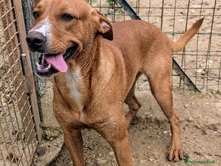 Meticcio cani ADOTTA IL DOLCE CORFU' a Città metropolitana di Roma Capitale - Annuncio 38