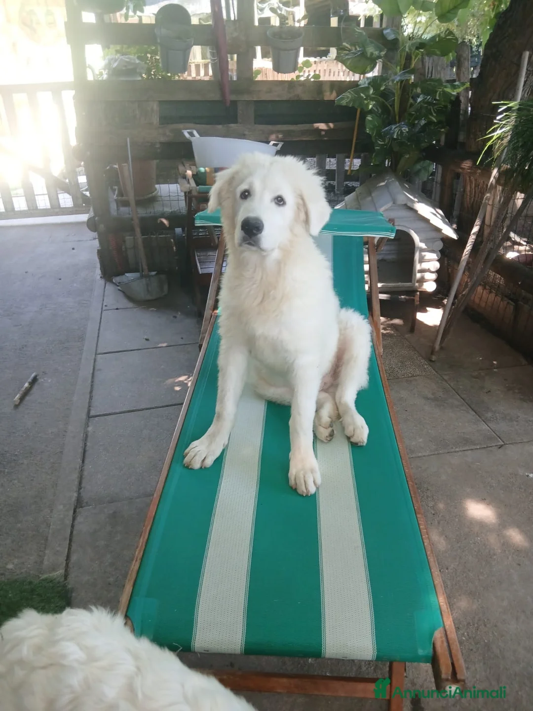 Pastore Abbruzzese Maremmano cani in vendita: Cuccioli di Pastore Maremmano  - Annuncio 2