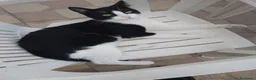 Altre razze gatti in regalo: Gatto maschio in adozione a Ragusa a Libero consorzio comunale di Ragusa - Annuncio 3