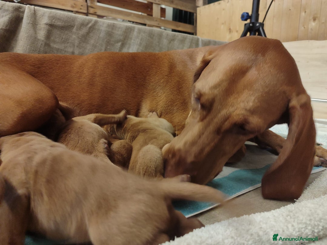 Vizsla cani in vendita: Cucciolata Vizla - Bracco Ungherese - Immagine 10