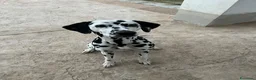 Dalmata cani in vendita: Vendita cani cuccioli dalmata - Annuncio 3