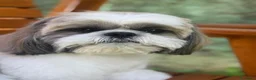 Shih Tzu cani per accoppiamento: Accopiamento   - Annuncio 5