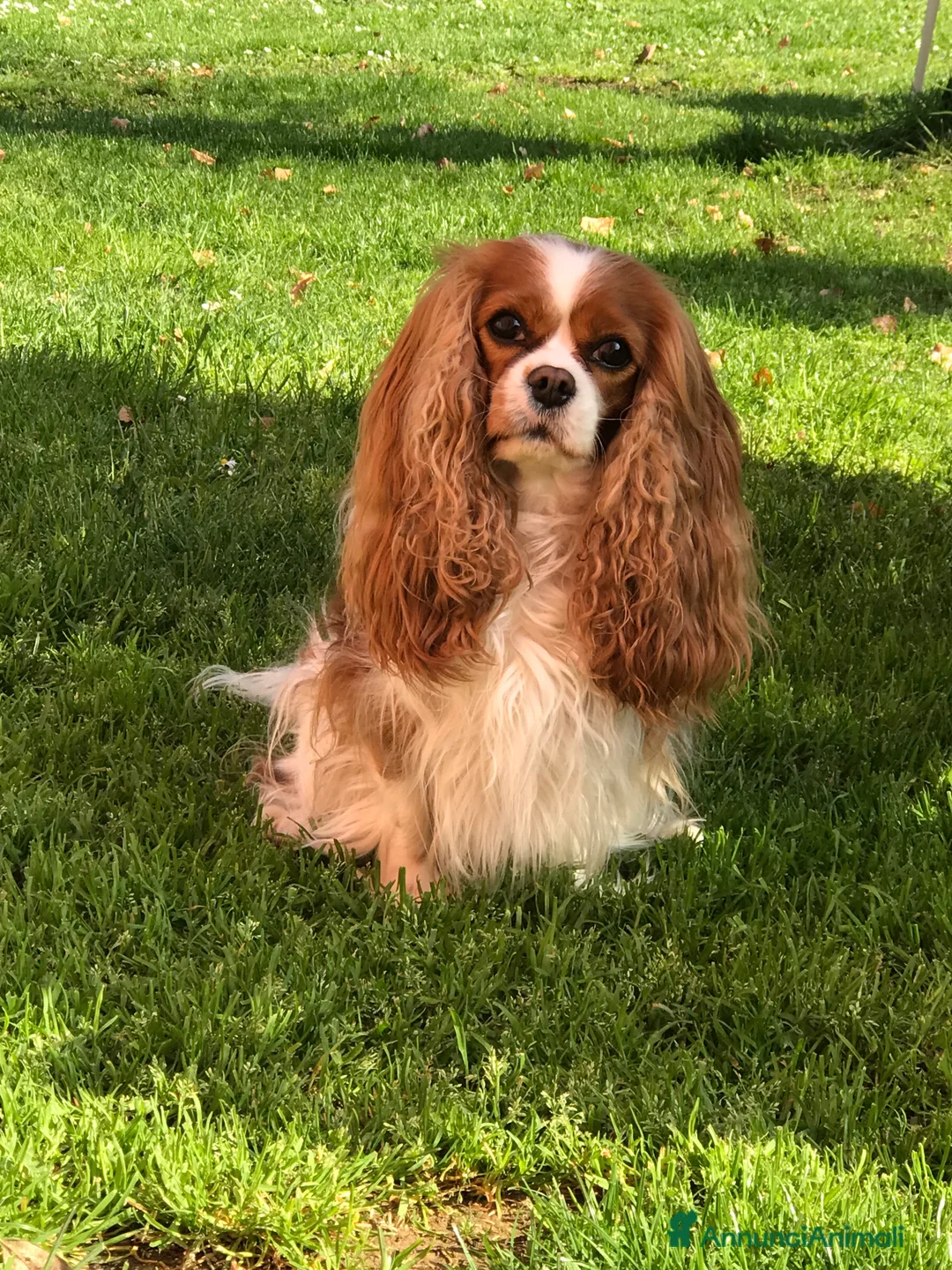 Immagine della galleria {{count}}