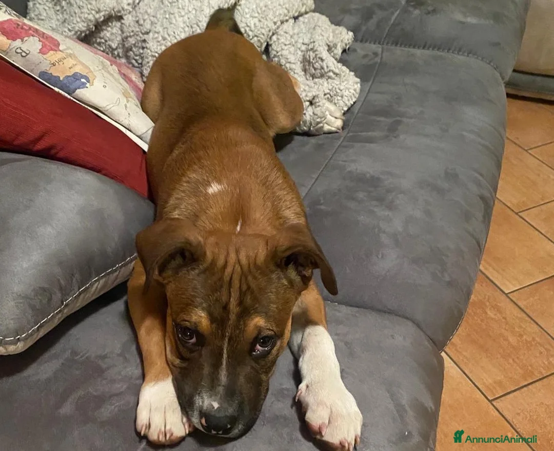 Pitbull cani in regalo: LO SPLENDIDO CHOCO - Annuncio 2