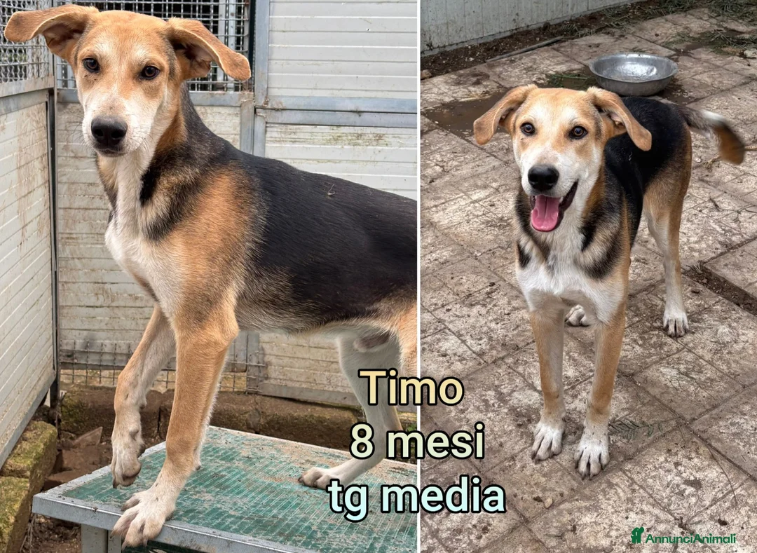 Meticcio cani in regalo: CUCCIOLI, URGENTE: TEMPO SCADUTO  - Annuncio 10