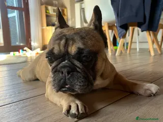 Bulldog Francese cani BOULEDOGUE FRANCESE - Annuncio 34