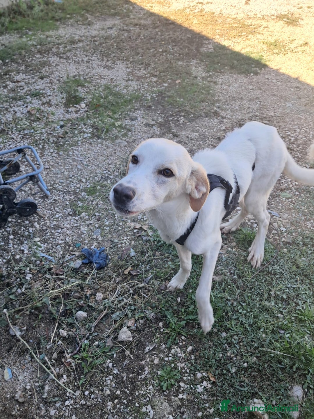 Meticcio cani in regalo: YUMA una dolcissima pelosetta in cerca di amore  - Annuncio 5