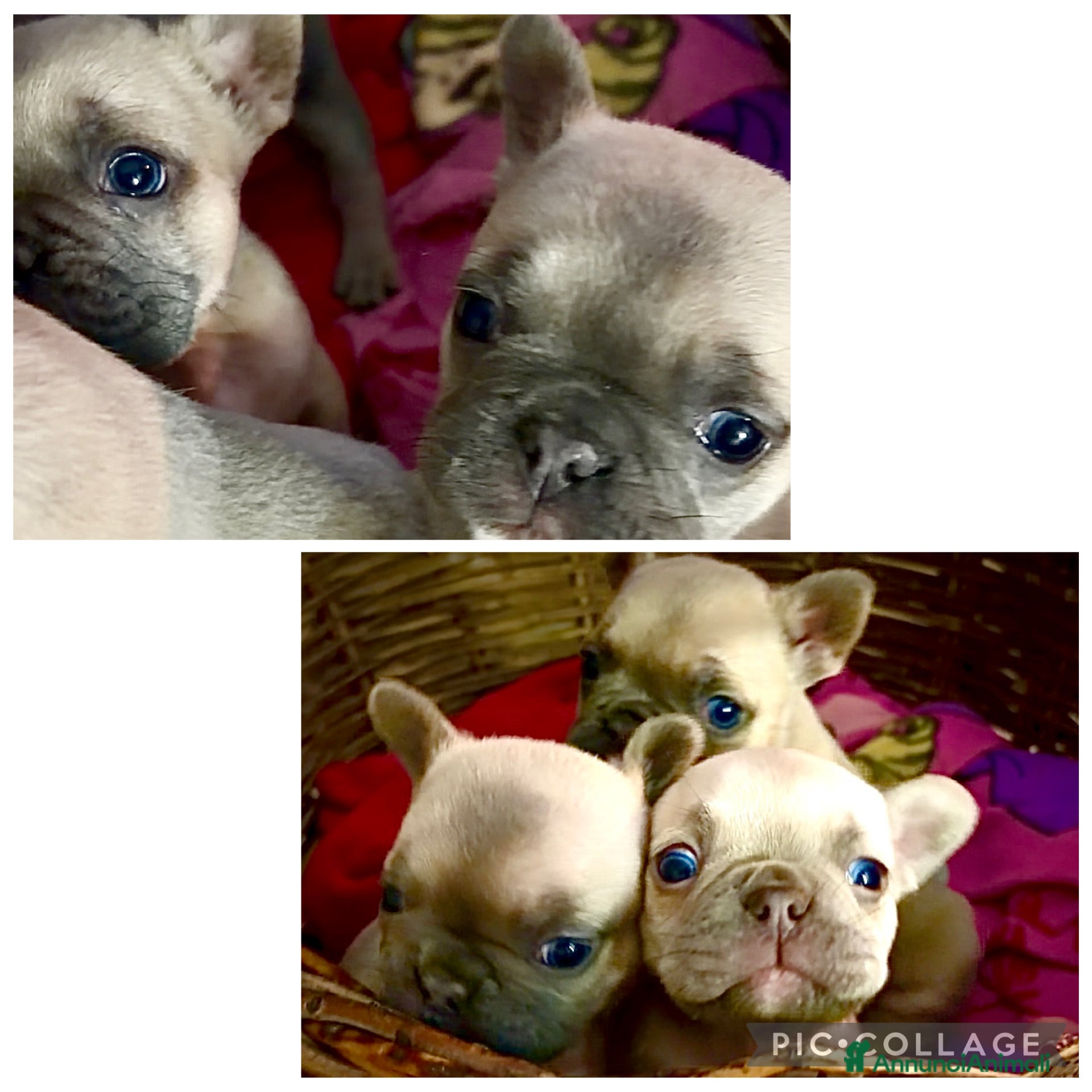 Bulldog Francese cani Vendo bulldog francesi esotici - Annuncio 1