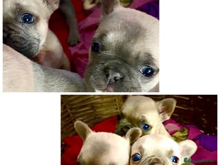 Bulldog Francese cani Vendo bulldog francesi esotici - Annuncio 1