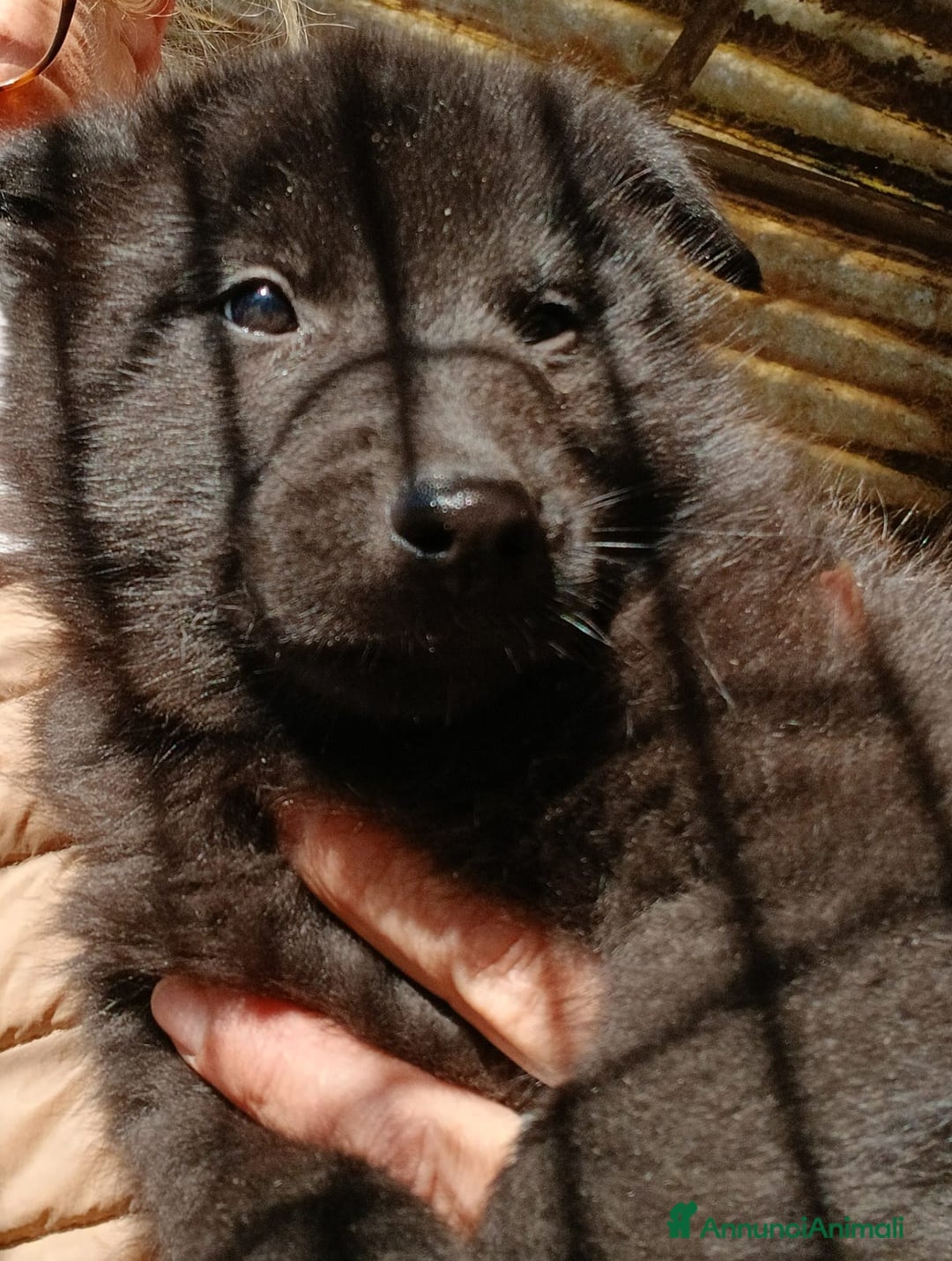 Pastore Belga cani in vendita: Cucccioli di pastore belga groenendeal - Annuncio 3