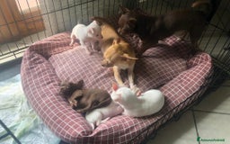 Chihuahua cani in vendita: Chihuahua femminucce  - Immagine 4