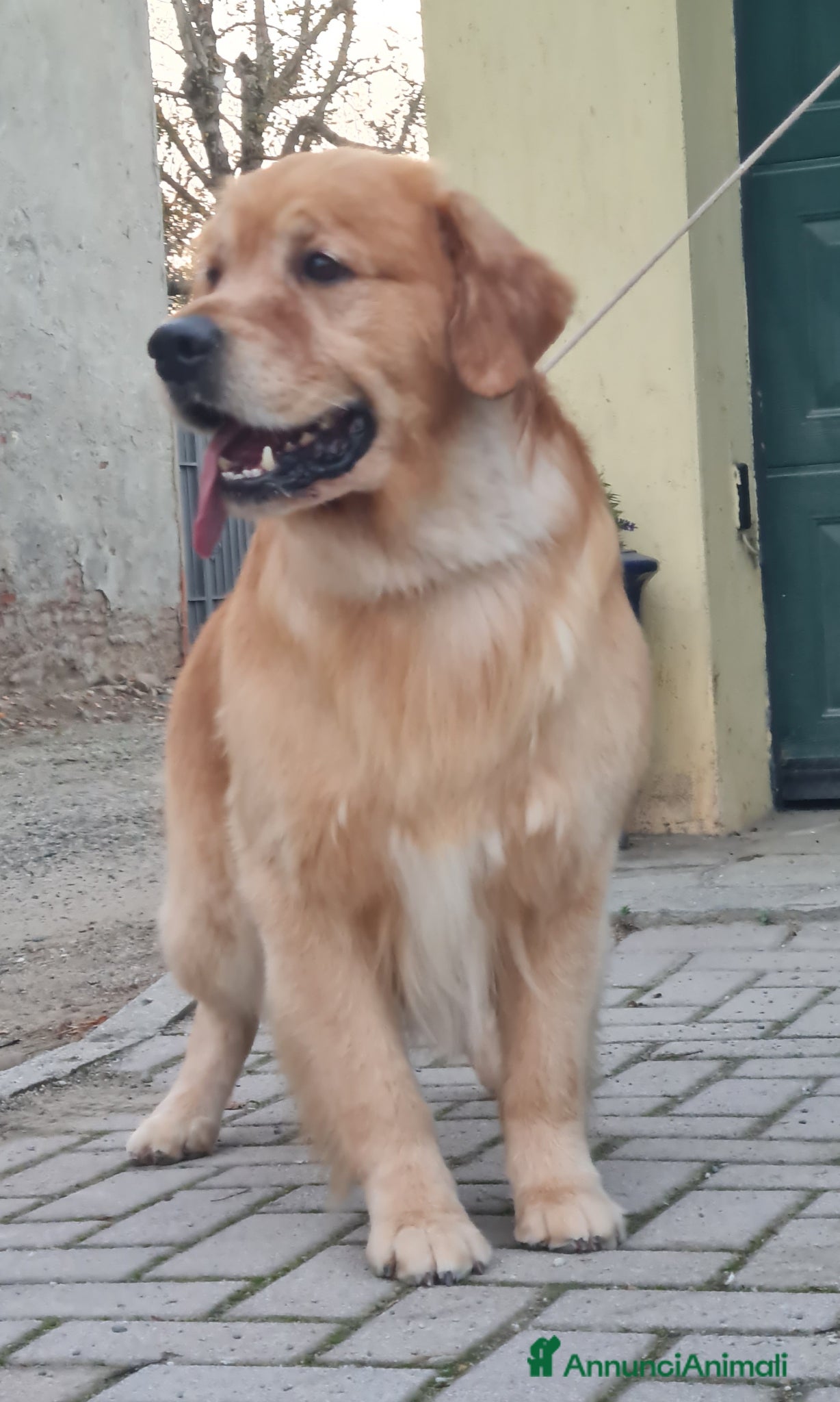 Golden Retriever cani in vendita: Cuccioli di Golden Retriever linea Inglese - Annuncio 1