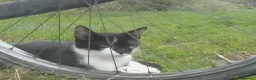 Meticcio gatti in regalo: Gattini - Annuncio 4