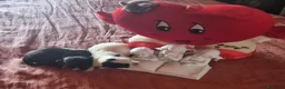 Chihuahua cani in vendita: Cuccioli di chihuahua toy  - Annuncio 7