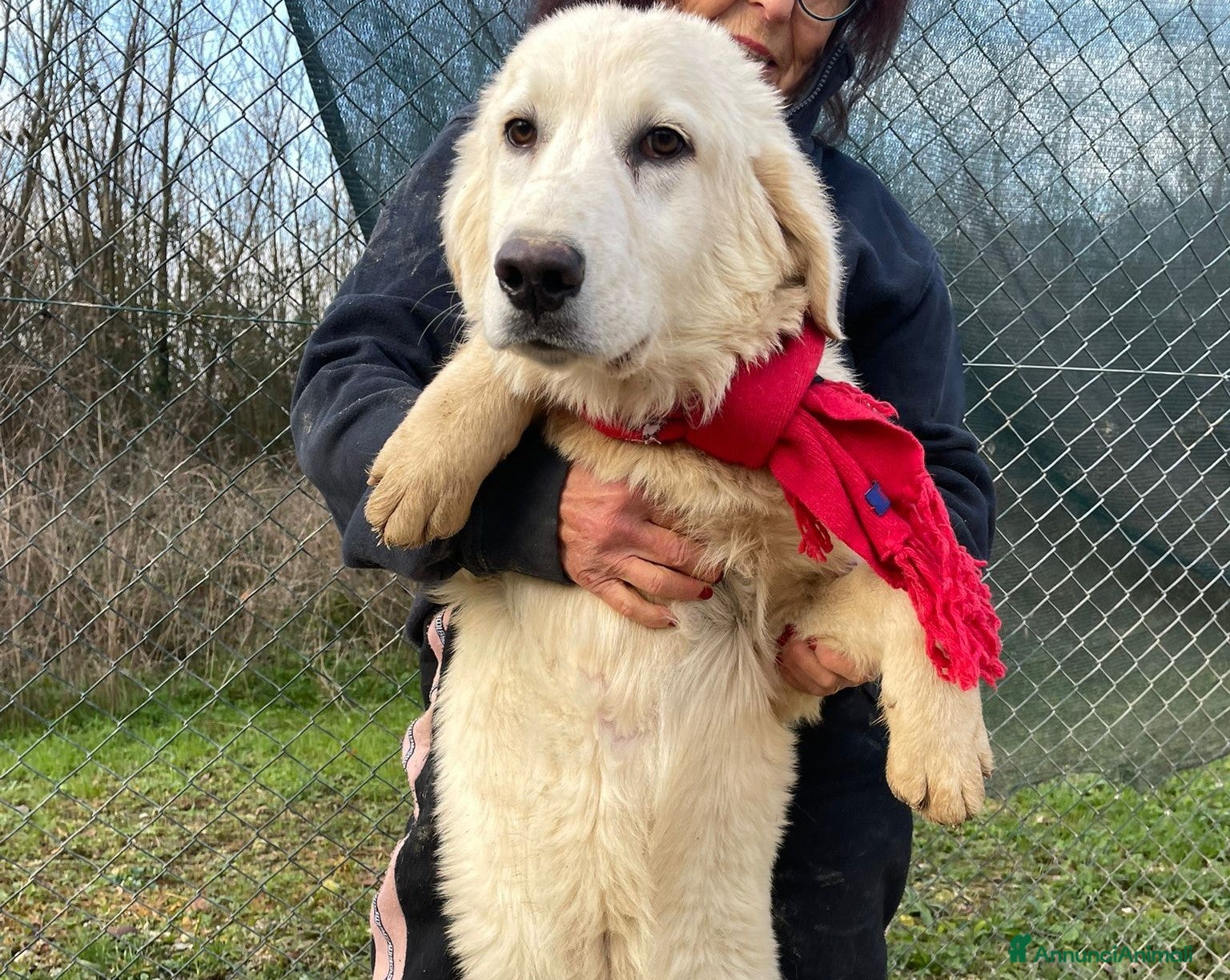 Meticcio cani ADOTTA LUCKY a Provincia di Rimini - Annuncio 30
