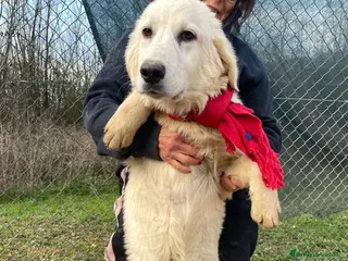Meticcio cani ADOTTA LUCKY a Provincia di Rimini - Annuncio 21