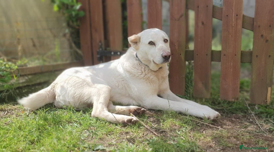 Meticcio cani in regalo: Baldo,un cuore grande per lui ci sara mai? a Pomezia - Annuncio 3