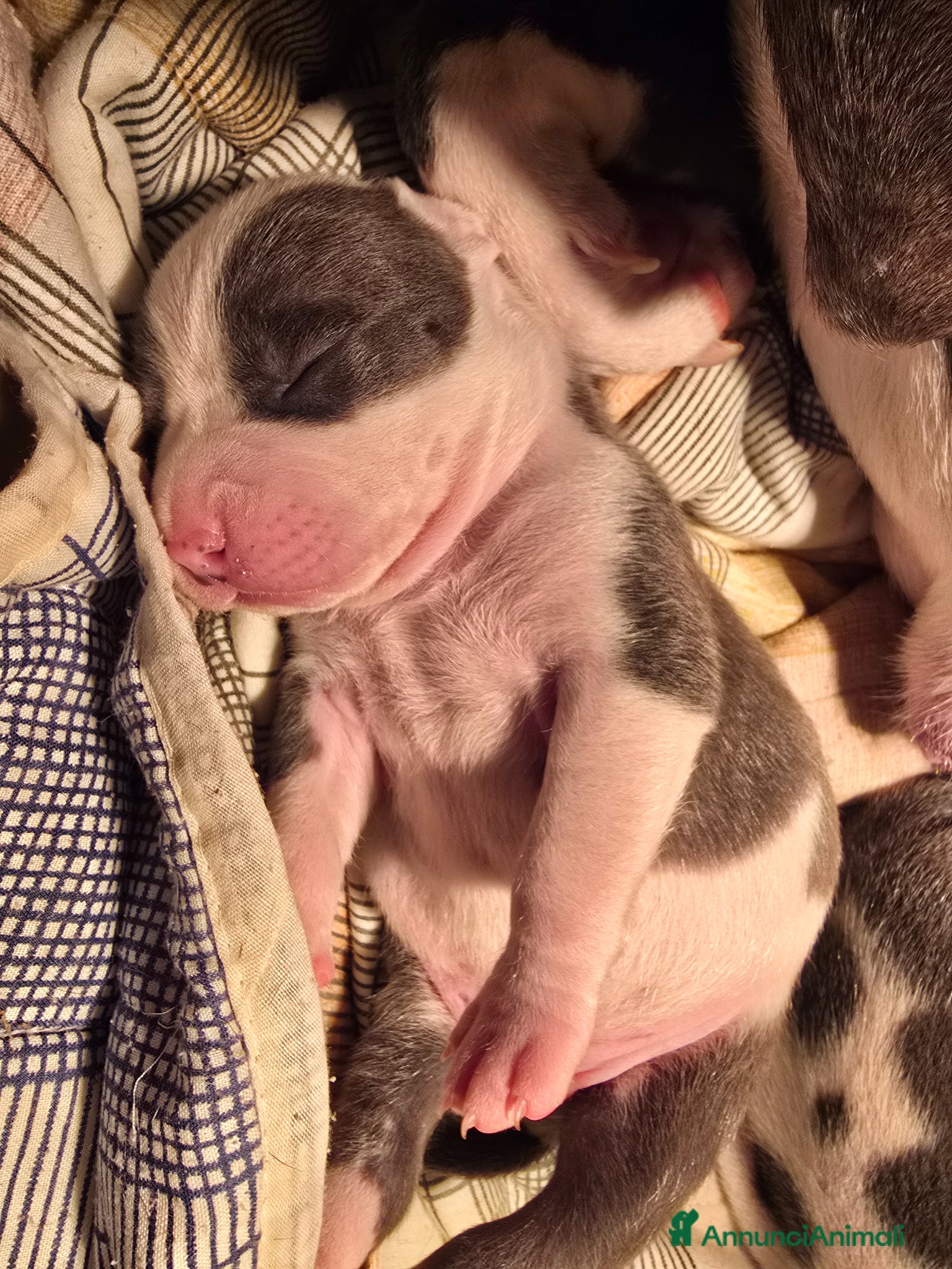 American Staffordshire cani Cuccioli Amstaff  - Annuncio 1