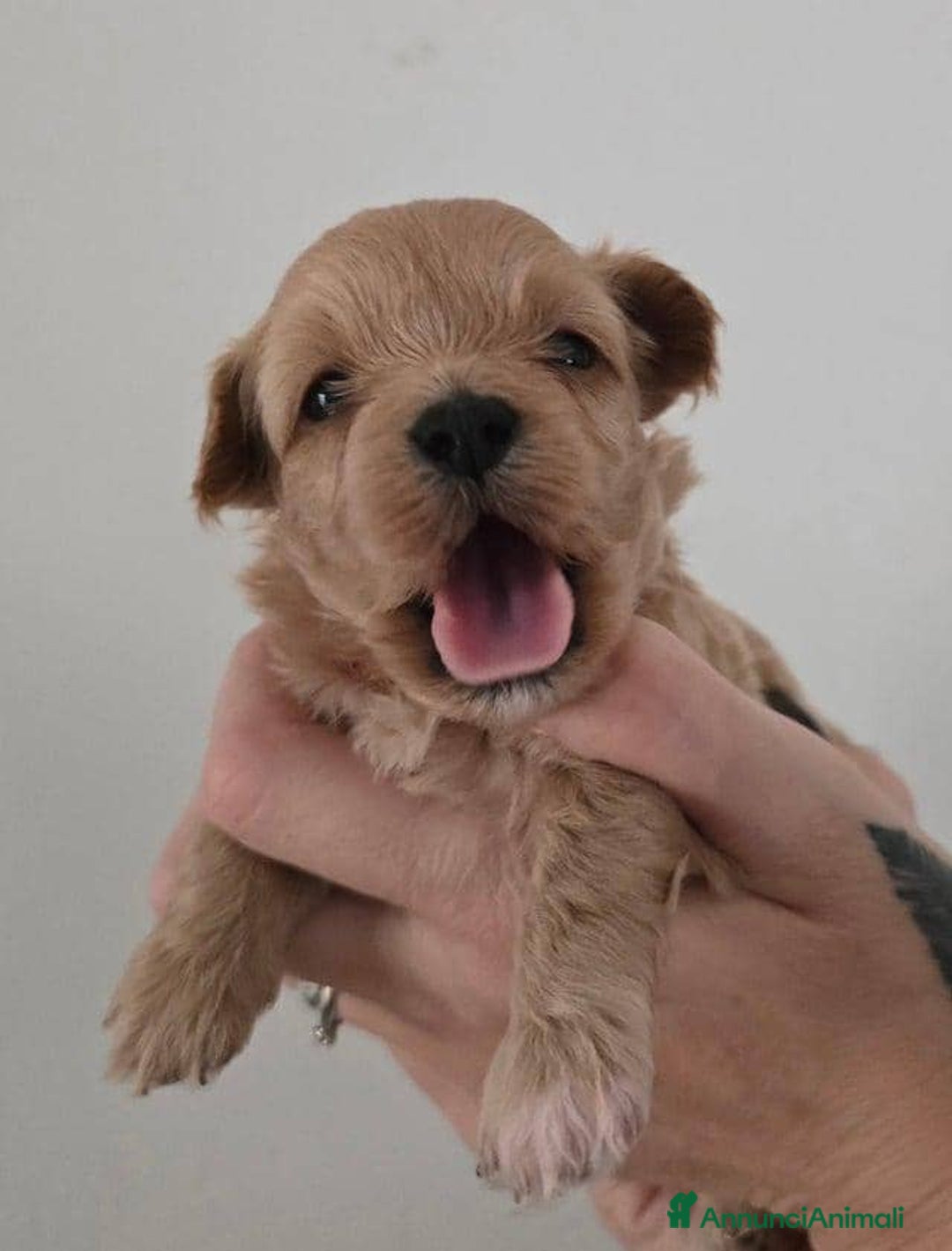 Meticcio cani in vendita: Cuccioli di Maltipoo F1 (2f) - Annuncio 9