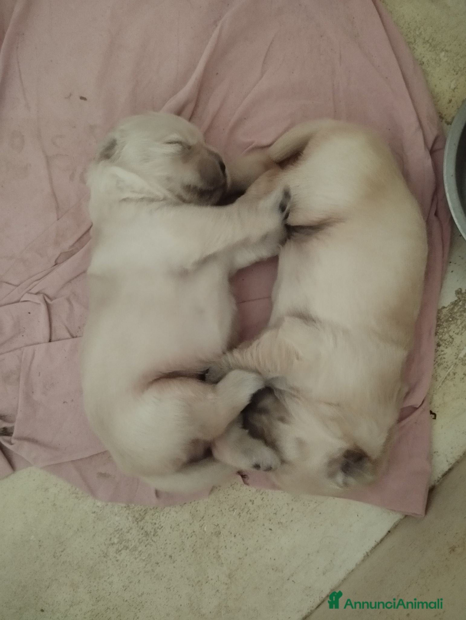 Golden Retriever cani Golden sel. caratterialmente/morfologicamente  - Annuncio 2