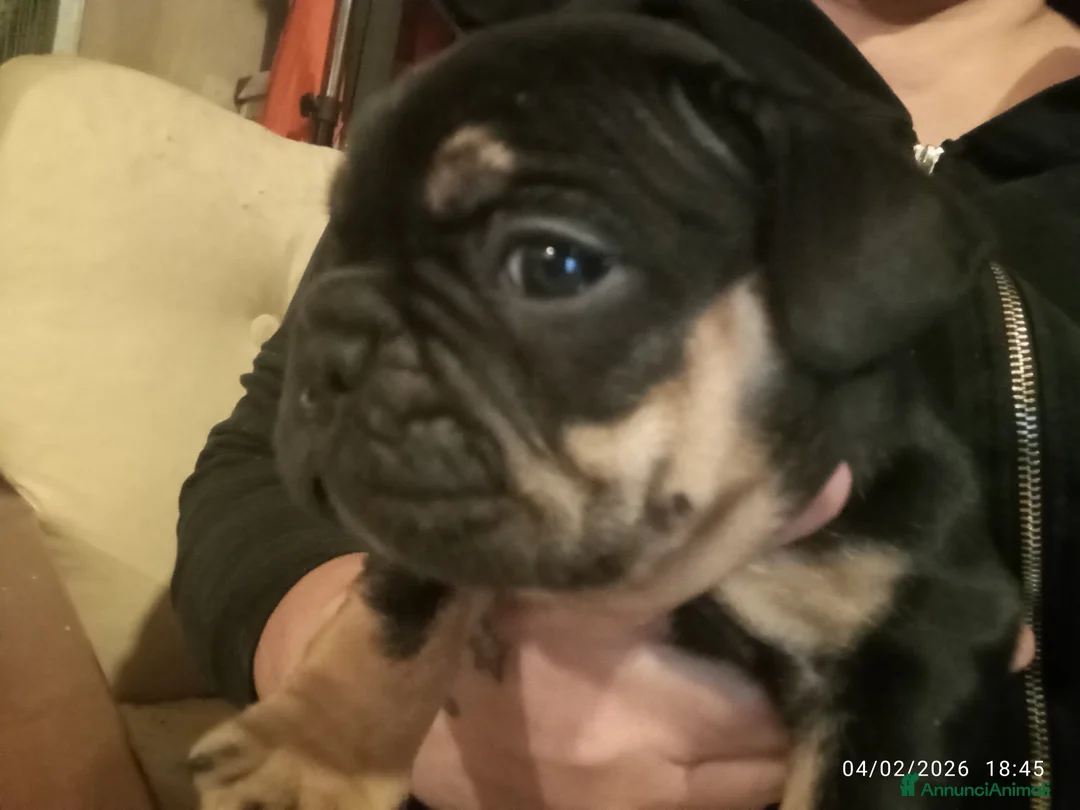 Bulldog Francese cani in vendita: Bulldog francese  - Annuncio 8