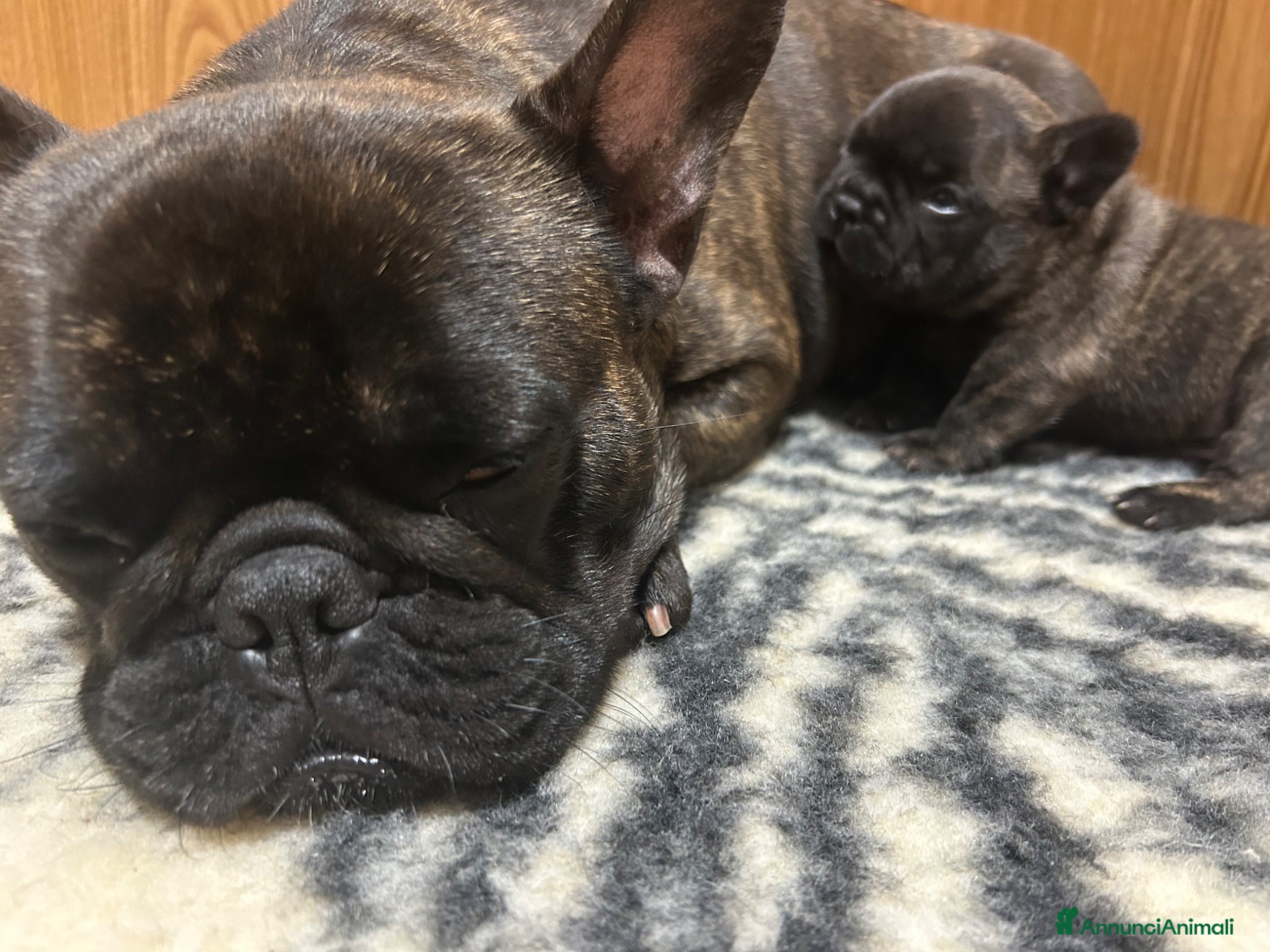 Bulldog Francese cani in vendita: Cucciolo bulldog francese  - Annuncio 2