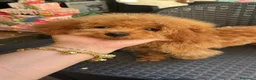 Barboncino Toy cani in vendita: Barboncino Toy al limite  a Provincia di Savona - Annuncio 4