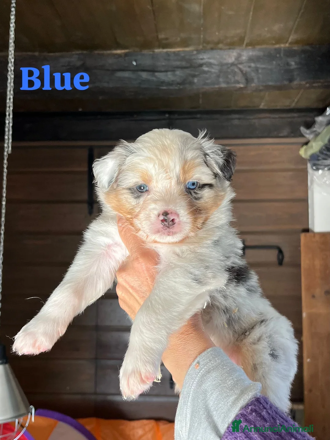 Australian Shepherd cani in vendita: Cuccioli Australian Shepherd - Annuncio 11
