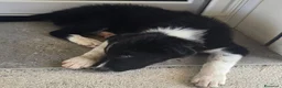 Border Collie cani in vendita: 3 Cuccioli Border Collie Maschio con Pedigree a Provincia di Padova - Annuncio 3